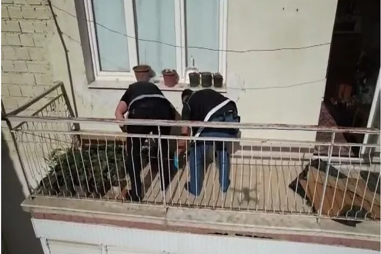 Evinin balkonunda saksıda kenevir yetiştiren kişi yakalandı