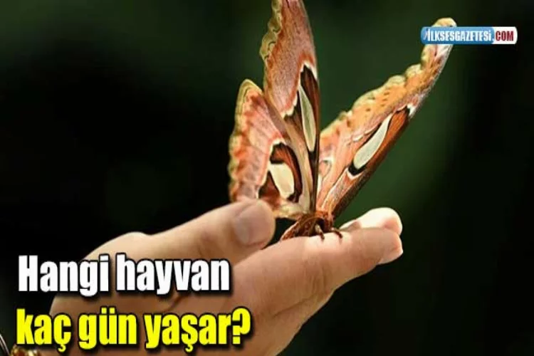 Hangi hayvan kaç yıl yaşar? Kelebeğin ömrü kaç gündür?