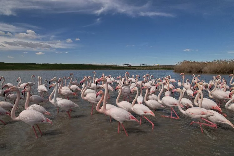 Flamingoların başkent keyfi