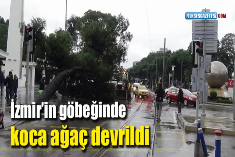 İzmir'in göbeğindeki koca ağaç devrildi