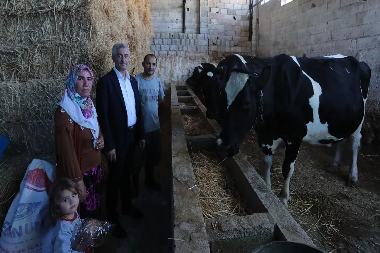 Gaziantep’te belediye destekleri ile hayvancılık gelişiyor