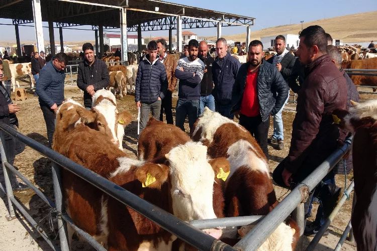Yozgat'ta hayvan pazarları canlandı