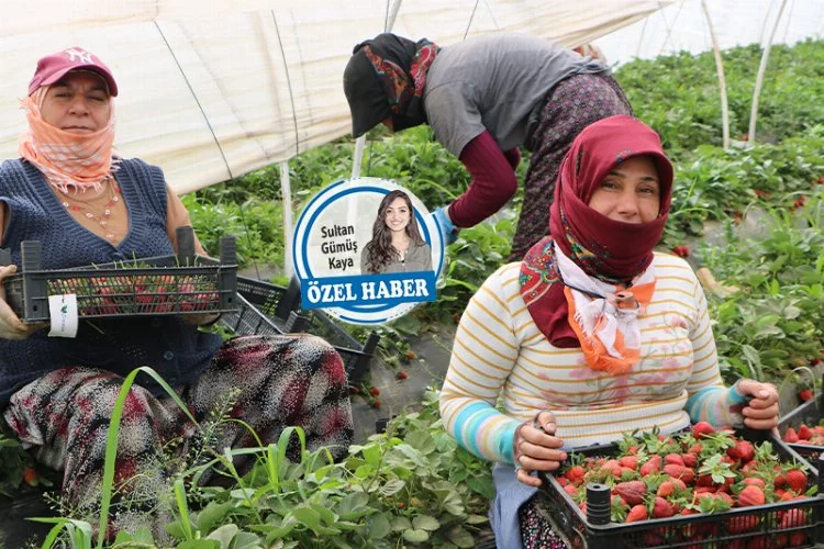 İhmal edilen bir grup: Tarım işçisi kadınlar!