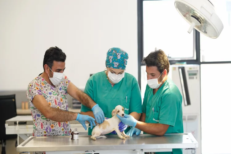 İlk hayvan hastanesi İzmir'de açılıyor