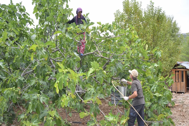 Antalya'da incir hasadı: Sıcaklık rekolteyi vurdu