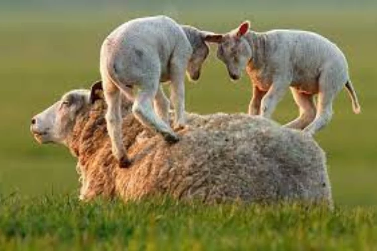 Kahramanmaraş Damızlık Koyun ve Keçi Yetiştiricileri Birliği personel alımı yapacak