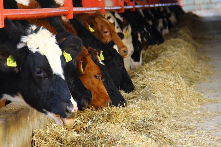 Süt sıkıntısı kapıda: Küresel ısınma inekleri bile olumsuz etkiledi