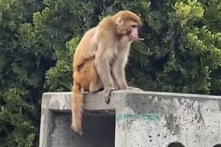 İstanbul’da ilginç olay: Firari maymun görenleri şaşkına çevirdi