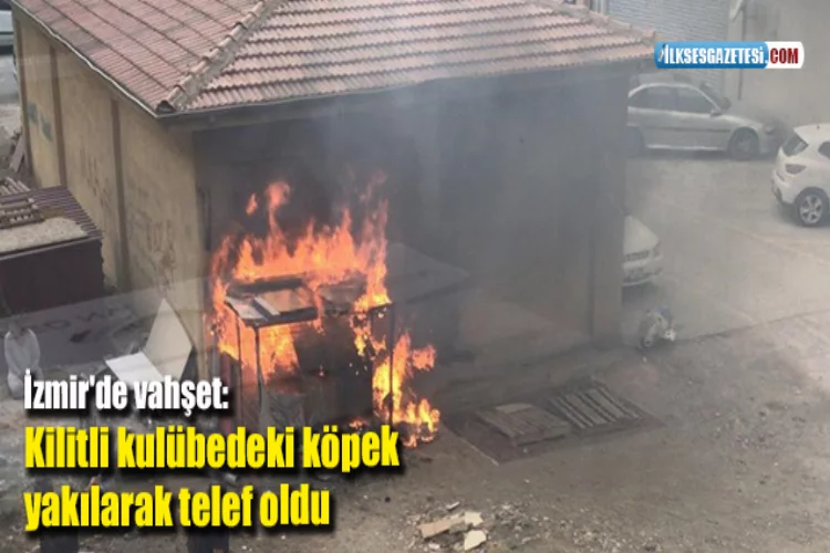İzmir'de vahşet: Kilitli kulübedeki köpek yakılarak telef oldu