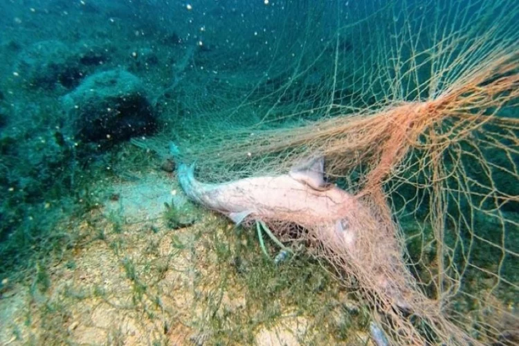 Denizin derinliklerinde hayalet ağ avı