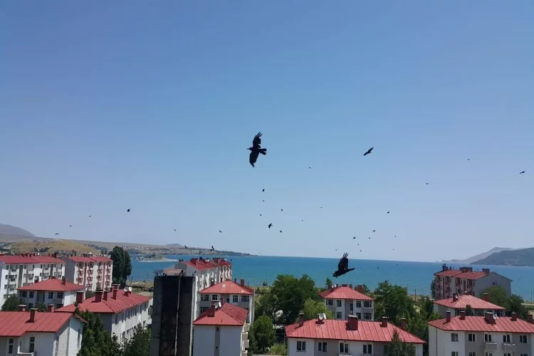 Bitlis'te karga istilası: Tarlalara zarar veriyorlar