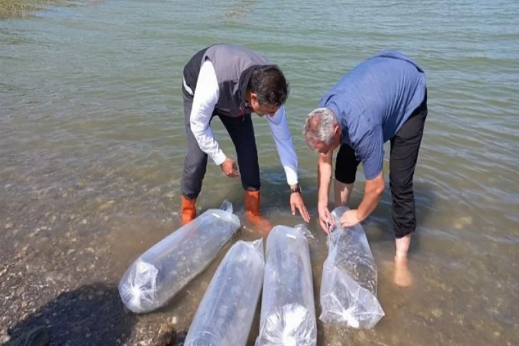 Kastamonu’da göletlere 158 bin sazan balığı bırakıldı