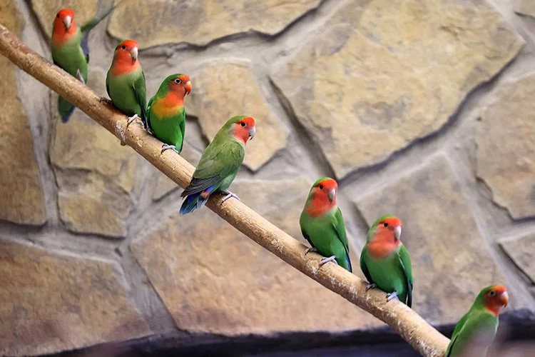 Kayseri'deki renkli papağanlar kış ayında yazı yaşıyor