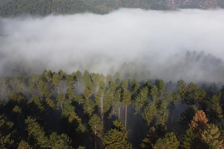Kazdağları ormanları bulutların içinde kayboldu
