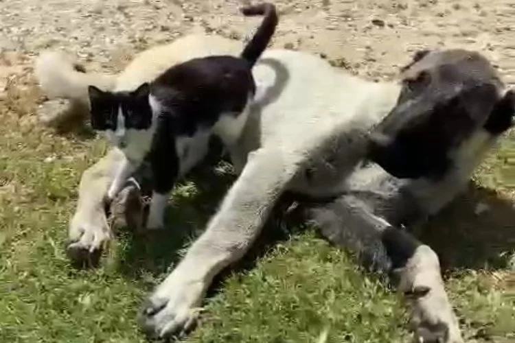 Kedi ile kangalın sıra dışı dostluğu