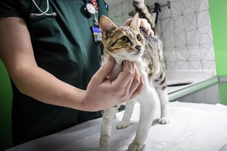Kedilerde görülen FIP hastalığı nedir?  FIP hastalığı belirtileri neler?