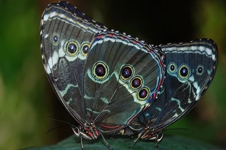 Bu kelebek türü adını 'Yüzüklerin Efendisi'nden alıyor