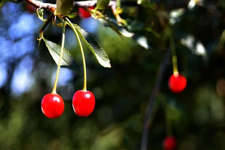 Farklı şehirlerde üretimi olumsuz etkileyen sıcak hava Sarıkamış'ta meyve ağaçlarına yaradı