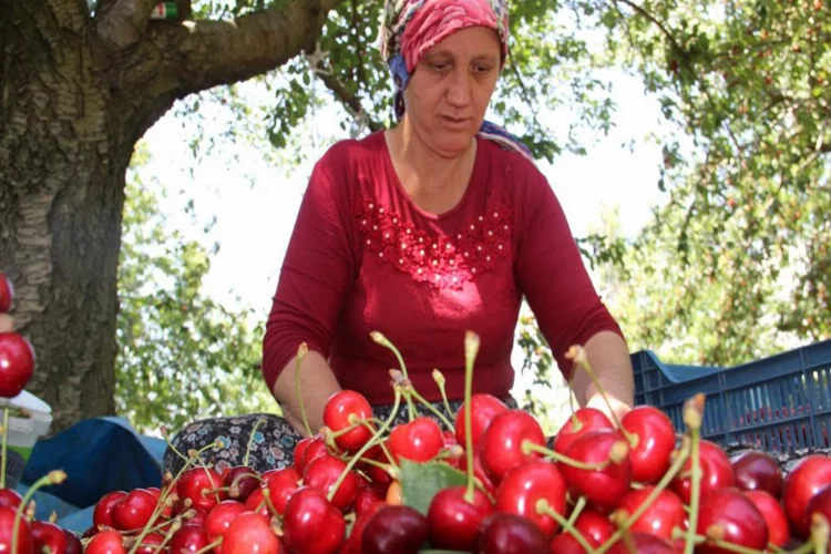 Ege'de olumsuz iklim şartlarına rağmen kiraz ve domates ihracatında rekor kırıldı
