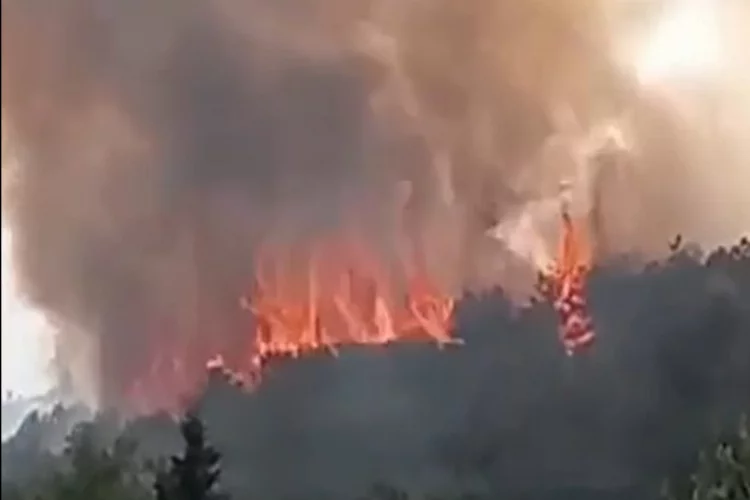 Kocaeli'de orman yangını çıktı
