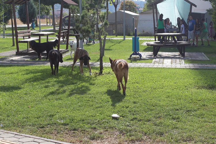 Eskişehir’de başıboş köpek sorunu: Mahalle halkı çözüm bekliyor
