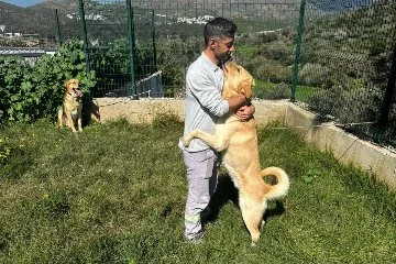 Köpeklerin zehirlendiği iddiası Bodrum Belediyesi'ni harekete geçirdi