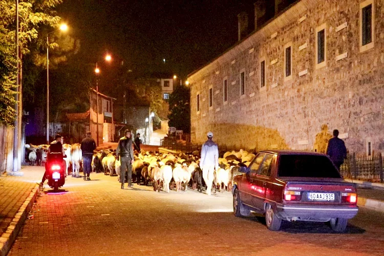 Tokat'ta koyunlar yayladan indiler şehir merkezinden geçtiler