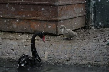 Kuğulu Park'ın yeni misafirleri karın keyfini çıkardı