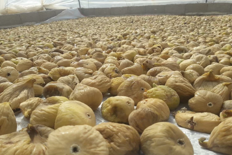 Aydın’ın mili meyvesi kuru incir ihracatı 260 milyon dolara ulaştı