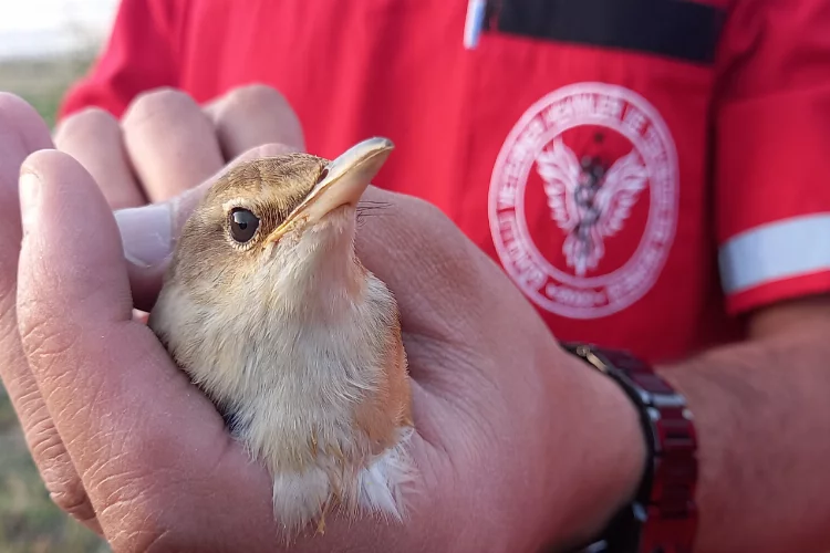 Kalp masajıyla hayata döndürülen minik kuş yeniden uçtu