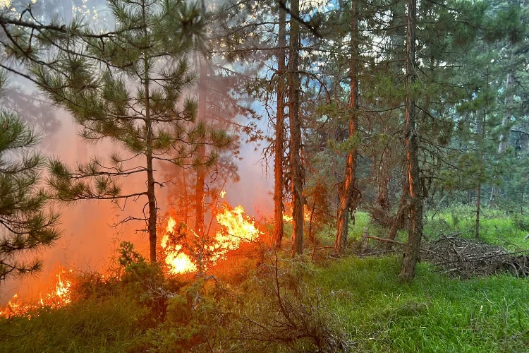 Kütahya'da ormanlık alanda yangın