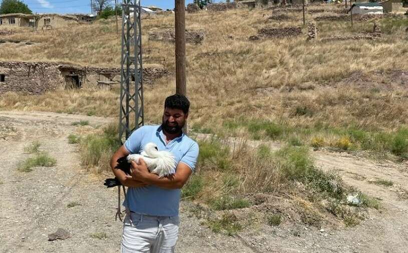 Malatya’nın Arguvan ilçesinde elektrik direğinde bulunan yuvasında aşağı düşen yavru leylek kesilen elektrikler sonrasında yuvasına bırakıldı
