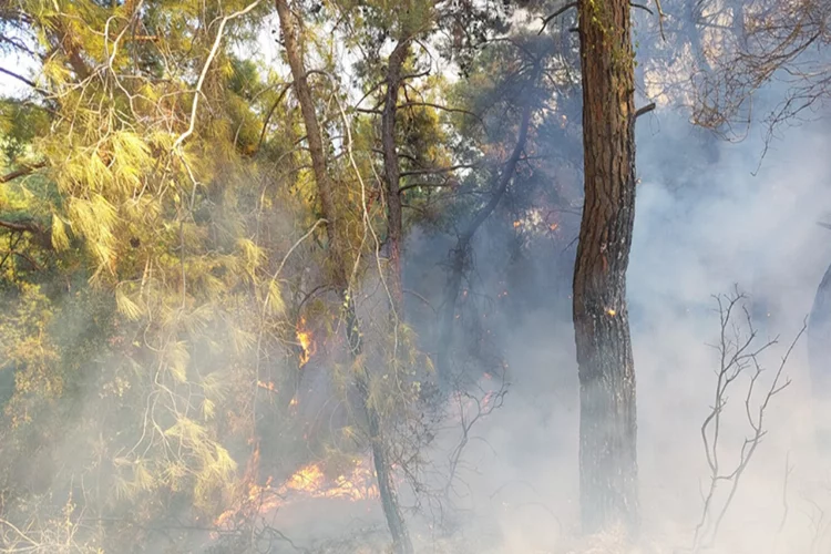 Manavgat'ta çıkan orman yangını söndürüldü