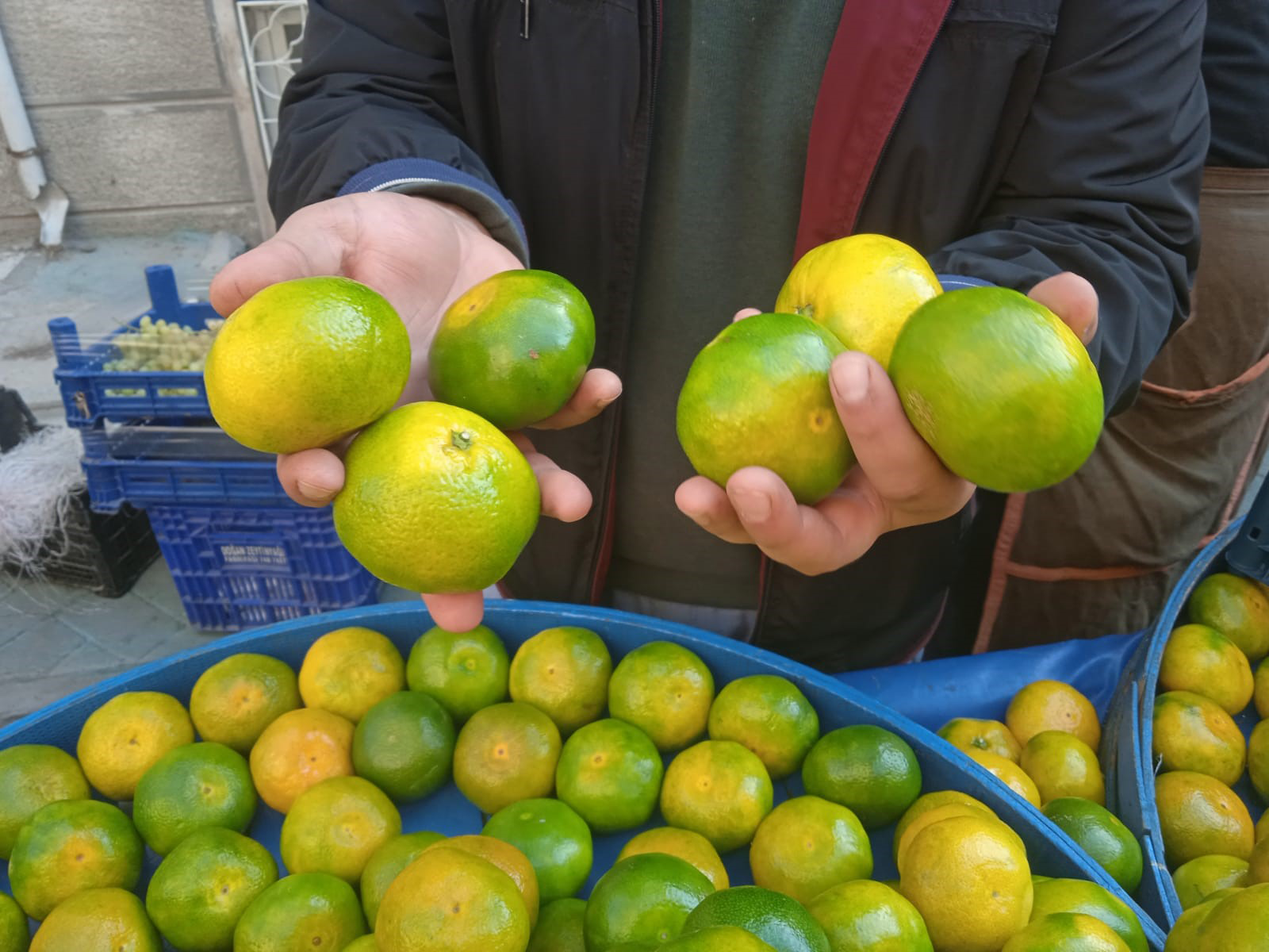 mandalina satışı (1)