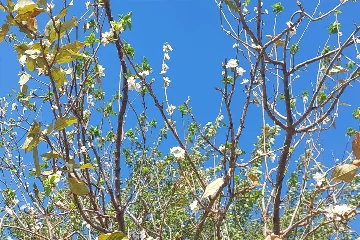 Manisa’da çiçek açan erik ağacı şaşırttı
