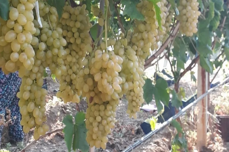 Manisa’da üzüm piyasası canlandı