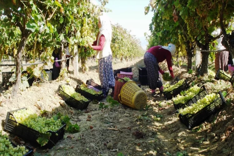 Manisa'da erken hasat edilen üzümlerde ilk ihracat