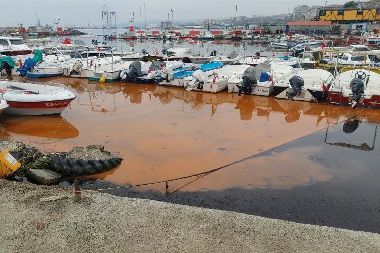 Marmara Denizi'nde endişe veren manzara: Renk değişimi ve denizanaları istilası