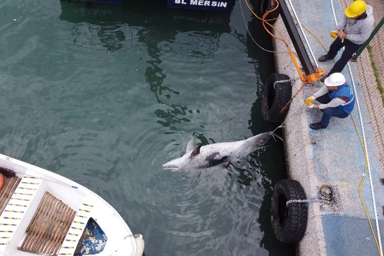 Mersin’de yunus balığı alarmı: Balıkçı ağlarında telef oldu