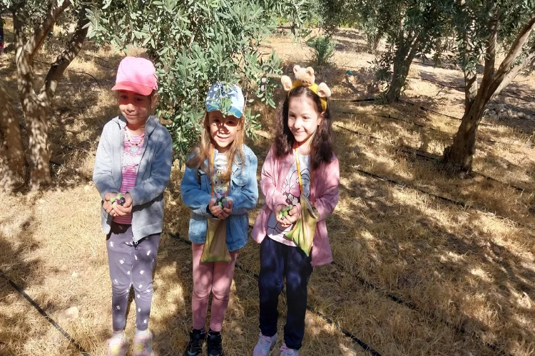Minik öğrenciler, depremzedeler için zeytin topladı
