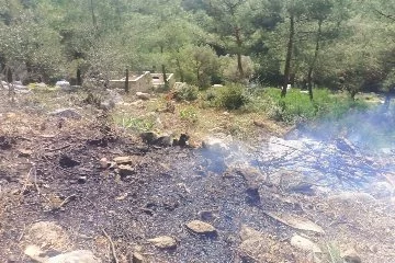 Muğla'da ağaçları kesip yaktılar