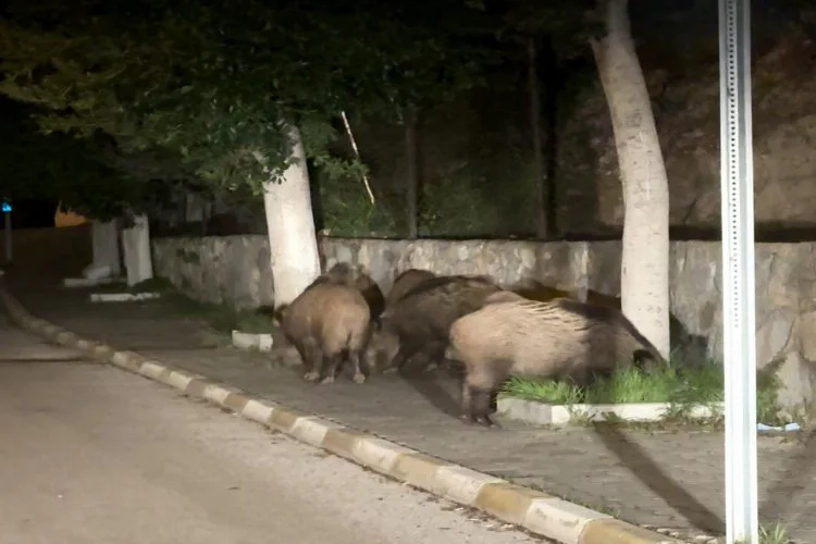 Muğla’da domuz sürüsü şehre indi