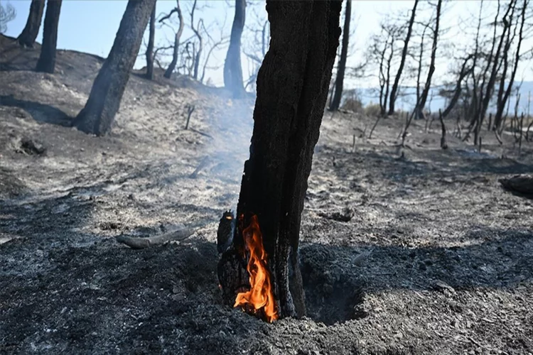 Prof. Dr. İhsan Çiçek'ten orman yangınlarıyla mücadele için öneri