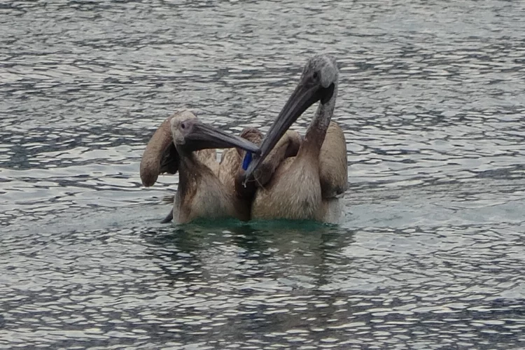 Oltaya takılan iki pelikan böyle kurtarıldı