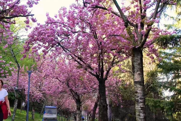 Rengarenk açan sakura ağaçları güzelliği ile büyüledi