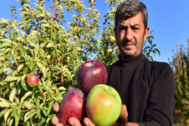 Bitlis’in Ahlat elması yurt içi ve yurt dışı pazarında