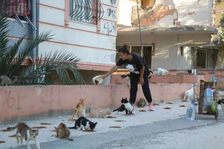 Enkaz kentin kedilerine annelik yapıyor