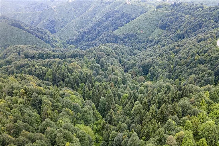 Sakarya'da ormanlık alanlara girişler yasaklandı