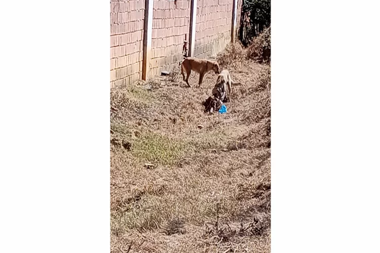 Sakarya’da mahalleli isyanda! Hayvanları, sokak köpekleri tarafından telef ediliyor