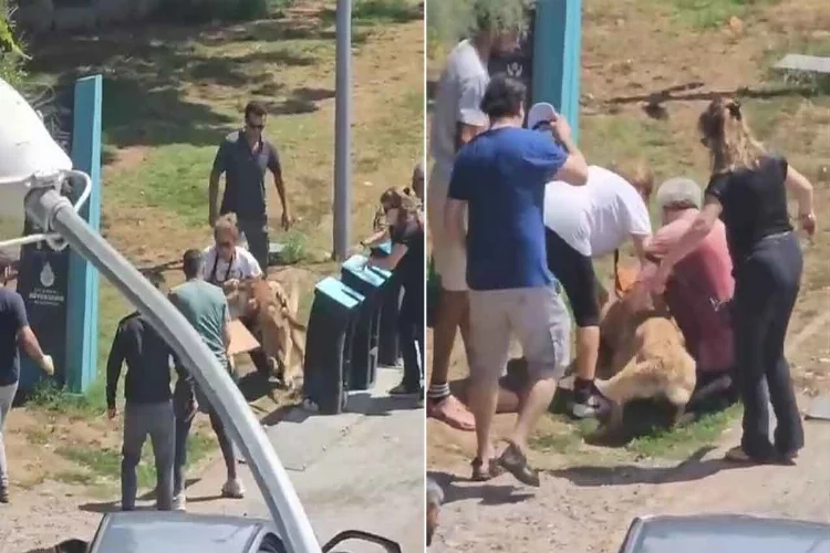 Kadıköy'de tasmasız köpek dehşet saçtı